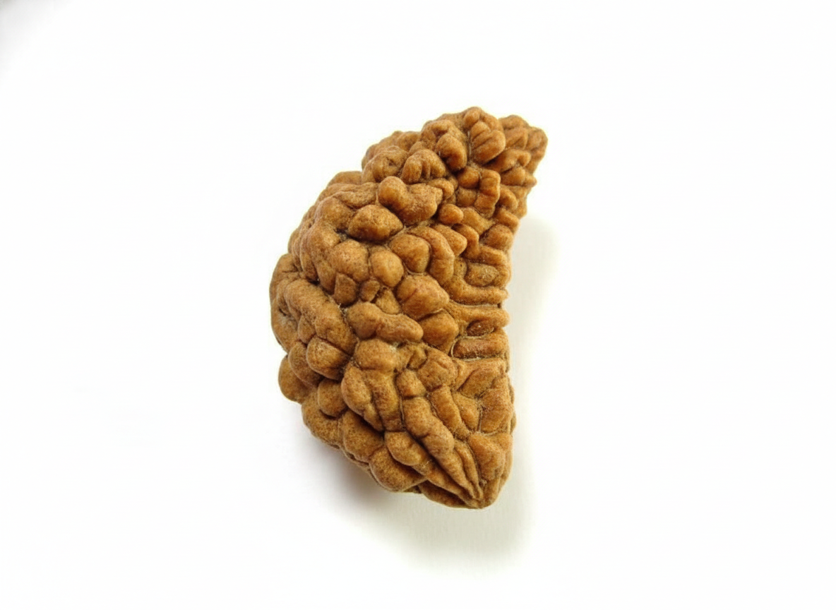 One Mukhi Rudraksha (Ek Mukhi)