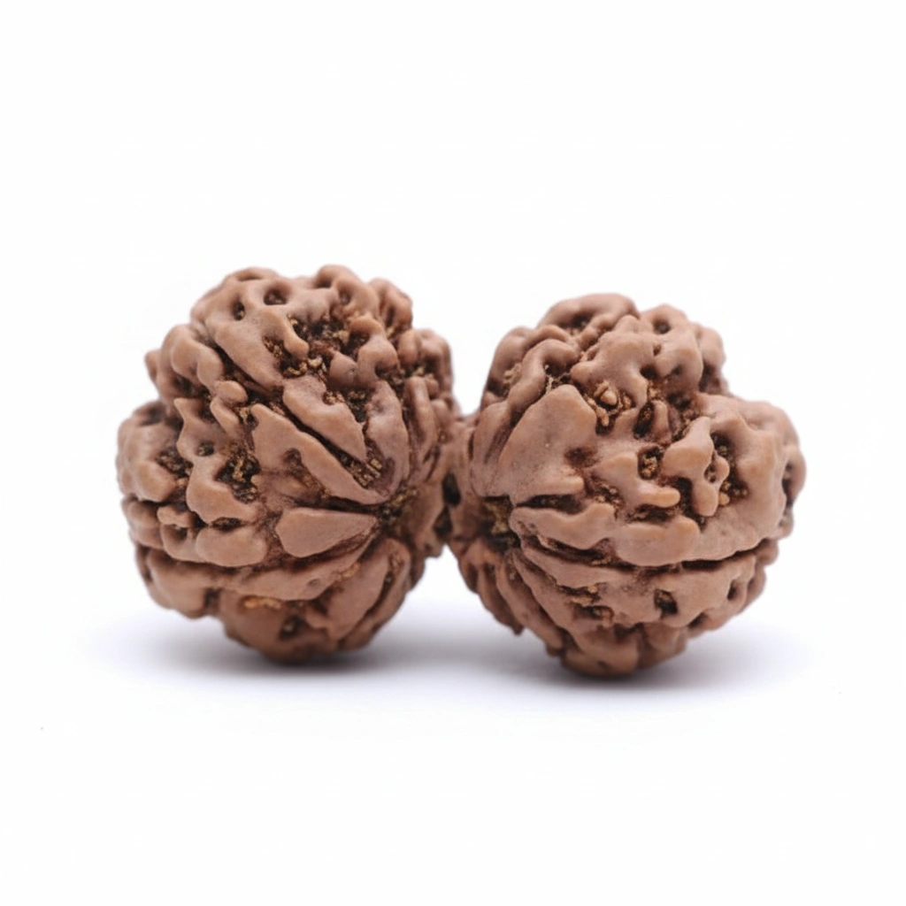 Gauri shankar rudraksha