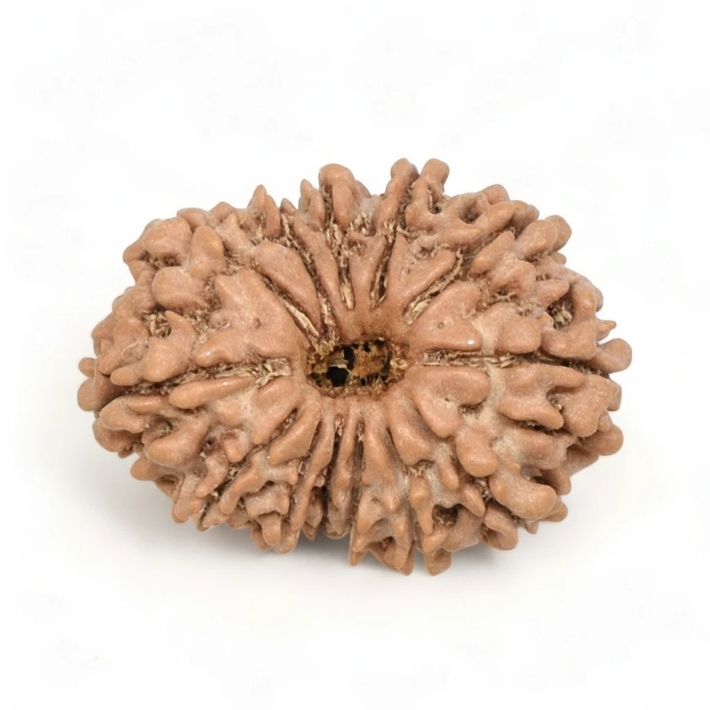 Thirteen Mukhi Rudraksha (Terah Mukhi)