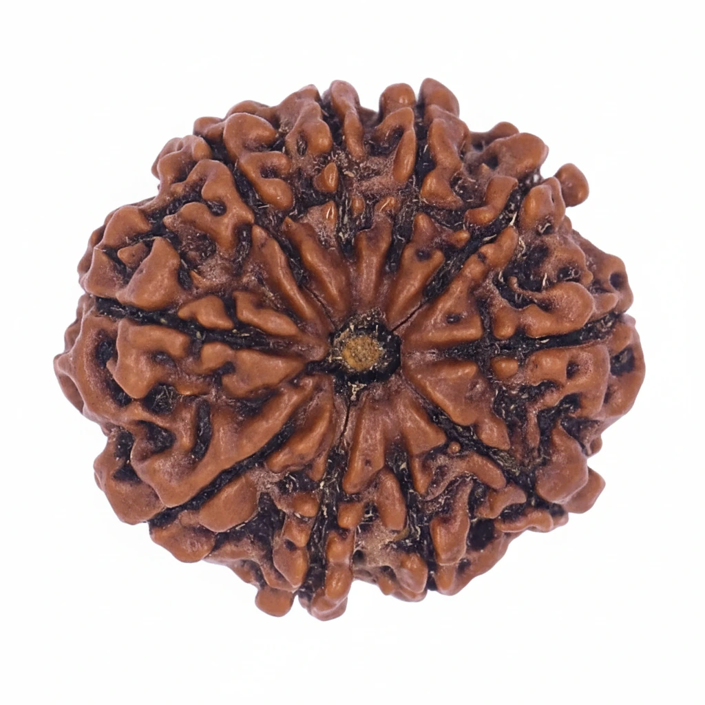 Ten Mukhi Rudraksha (Das Mukhi)