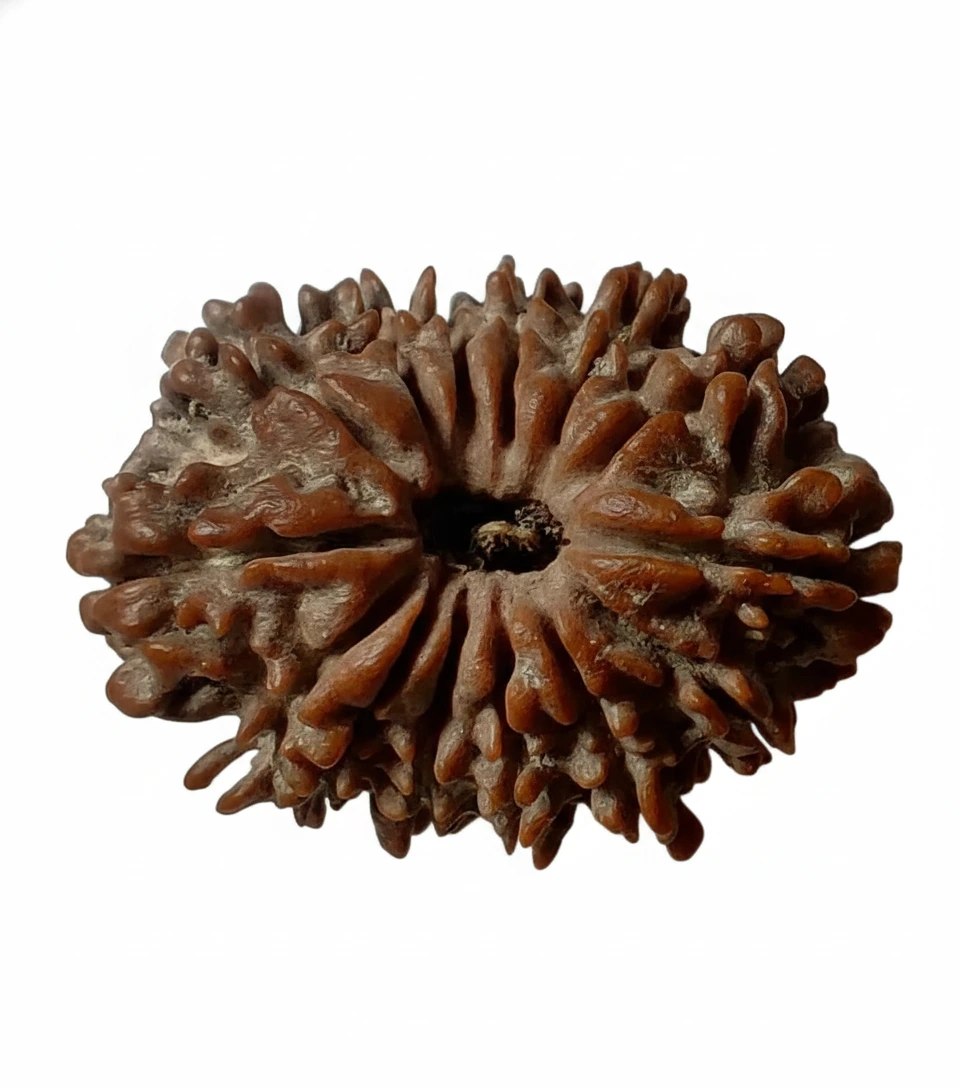 Fourteen Mukhi Rudraksha (Chaudah Mukhi)
