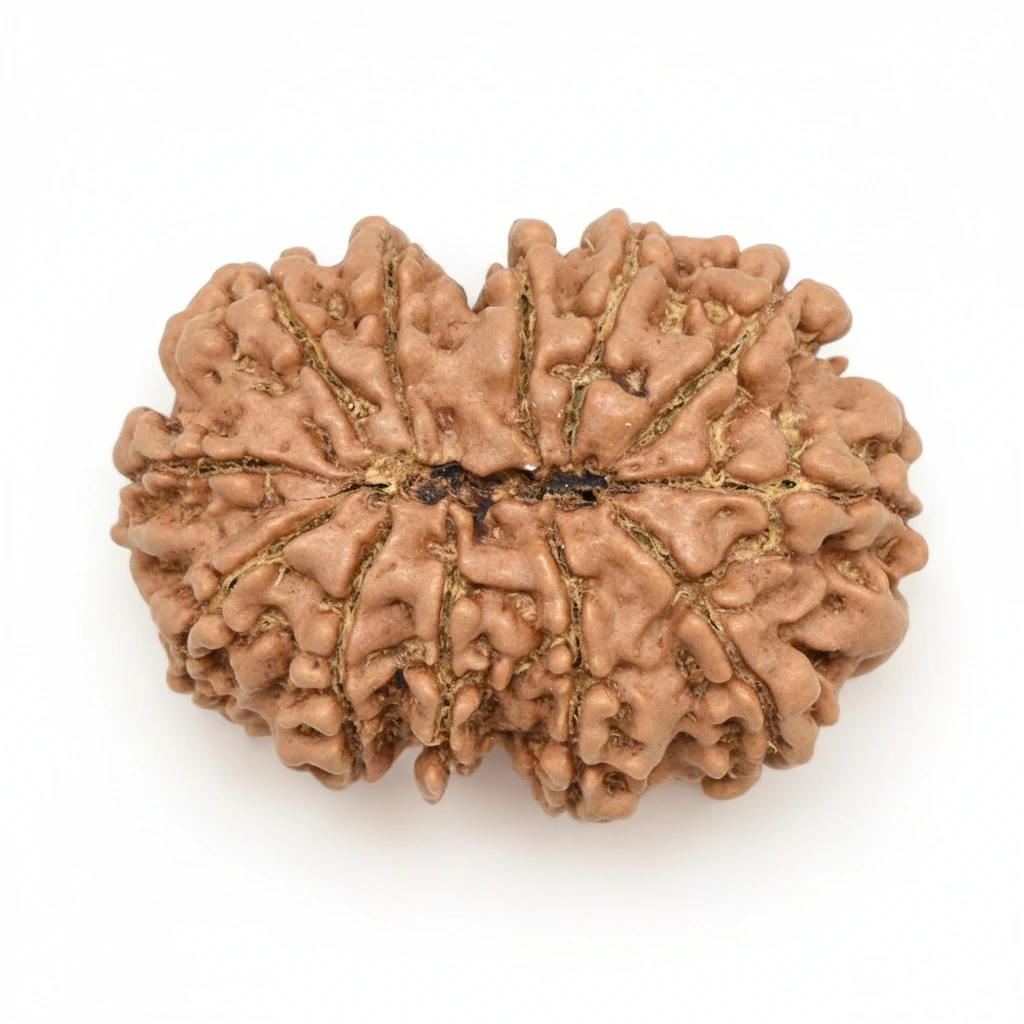 Twelve Mukhi Rudraksha (Barah Mukhi)