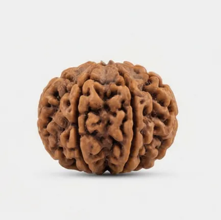 Seven Mukhi Rudraksha (Saat Mukhi) - 2