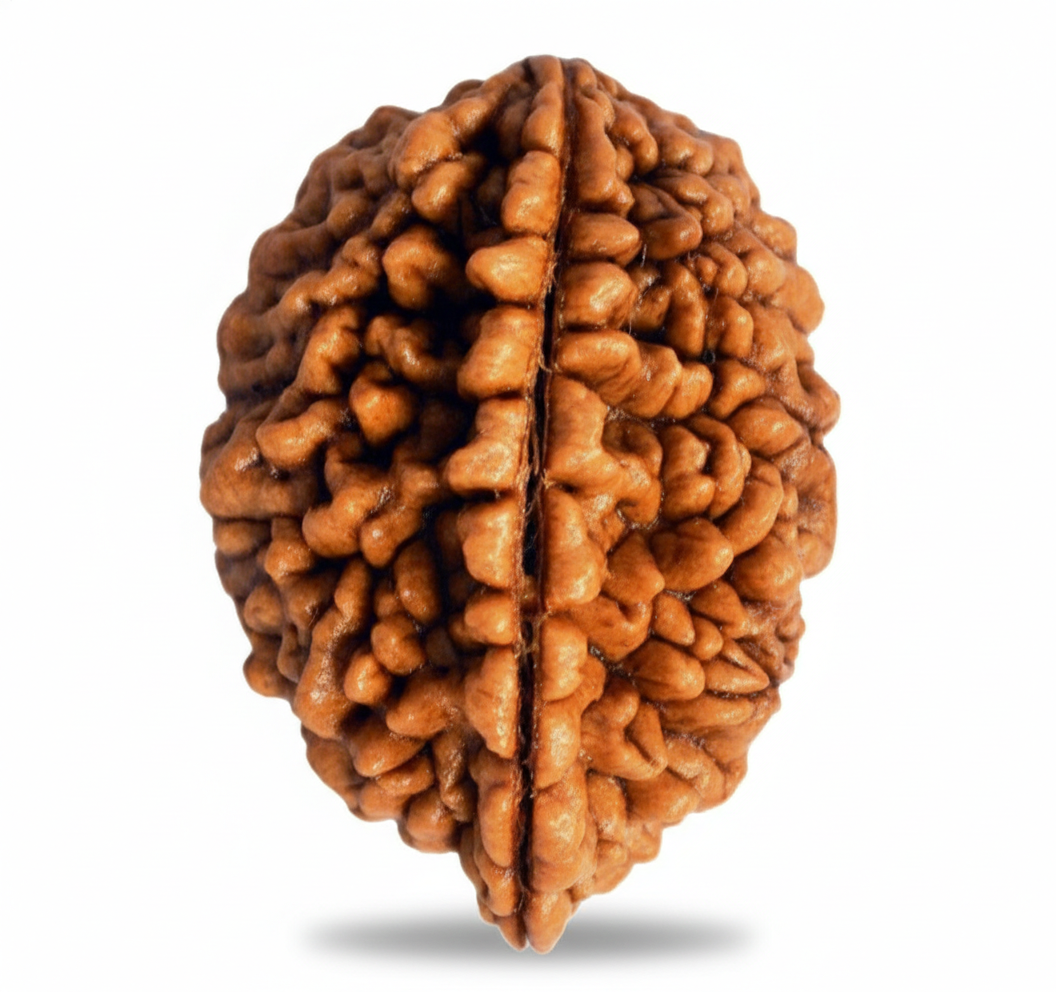 Two Mukhi Rudraksha (Do Mukhi)