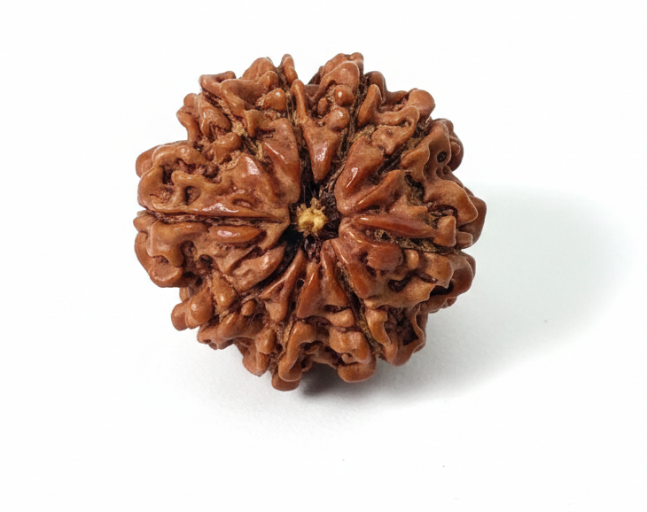 Nine Mukhi Rudraksha (Nau Mukhi)